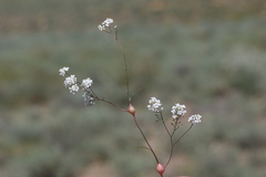Lepidium vesicarium