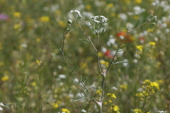 Lepidium vesicarium