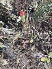 Castilleja arvensis arvensis