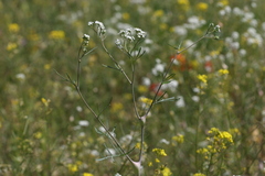 Lepidium vesicarium