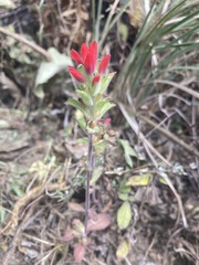 Castilleja arvensis arvensis
