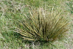 Aciphylla subflabellata