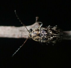 Pachybrachis othonus