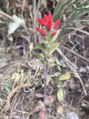 Castilleja arvensis arvensis
