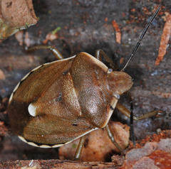 Chlorochroa pinicola
