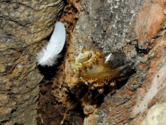 Tetragonisca angustula