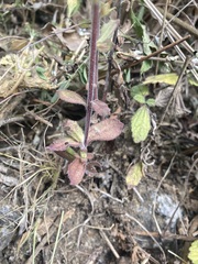 Castilleja arvensis arvensis
