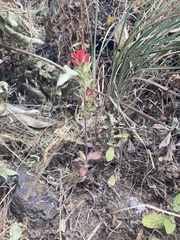 Castilleja arvensis arvensis