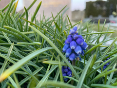 Muscari