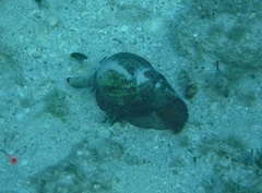 Fasciolaria