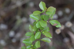 Flacourtia indica