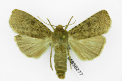 Rhyacia simulans