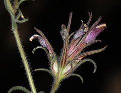 Cordylanthus kingii helleri