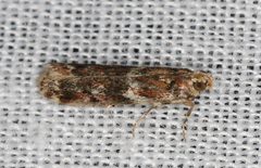 Ephestiopsis oenobarella