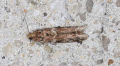 Ephestiopsis oenobarella