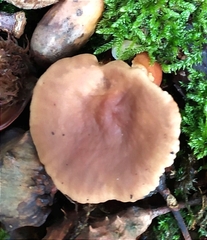 Lactarius subdulcis