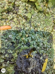 Sceliphron fistularium