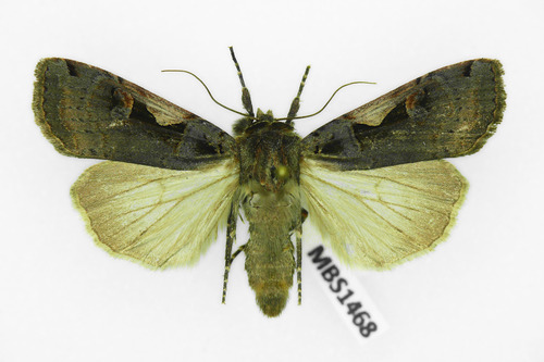Setaceous Hebrew Character, photo 6 of 10