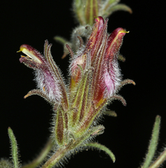 Cordylanthus kingii helleri