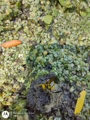 Sceliphron fistularium