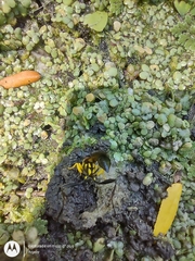 Sceliphron fistularium