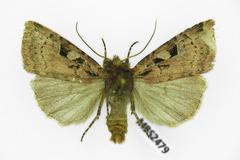 Xestia collina