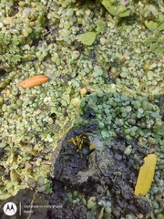 Sceliphron fistularium