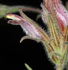 Cordylanthus kingii helleri
