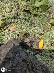 Sceliphron fistularium