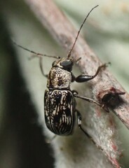 Pachybrachis othonus