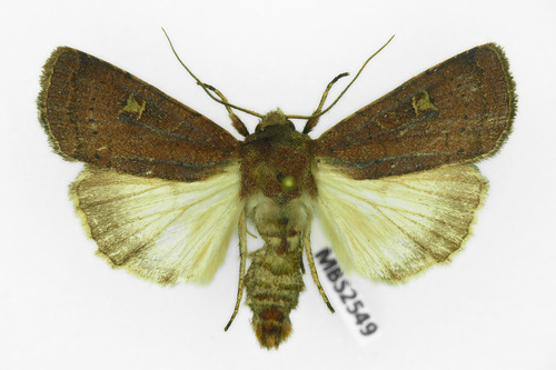 Square-spot Rustic, photo 4 of 10