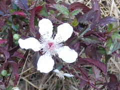 Rubus trivialis