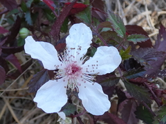 Rubus trivialis