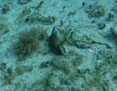 Fasciolaria