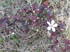Rubus trivialis