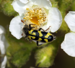 Trichodes ornatus