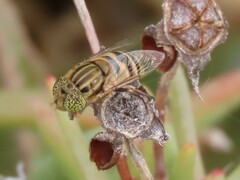 Eristalinus megacephalus