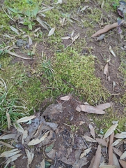 Plagiothecium denticulatum