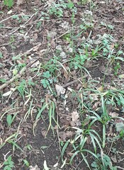 Hyacinthoides non-scripta