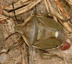Chlorochroa pinicola