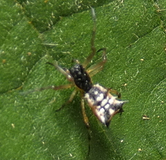 Micrathena picta