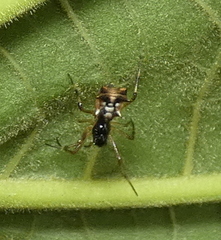 Micrathena picta