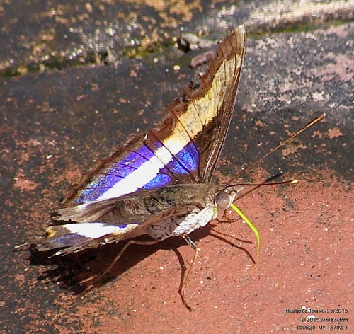 Silver Emperor photo 3