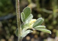 Medicago minima