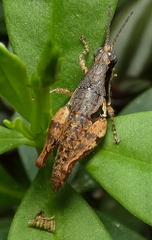 Eujivarus meridionalis