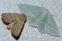 Charanyca trigrammica