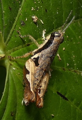 Eujivarus meridionalis