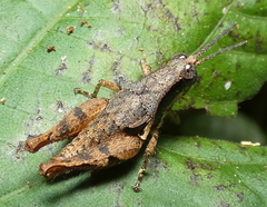 Eujivarus meridionalis