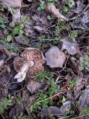 Entoloma saundersii