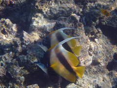 Heniochus intermedius